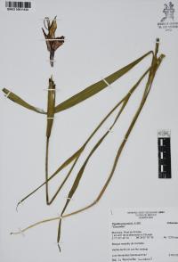 Tigridia pavonia image
